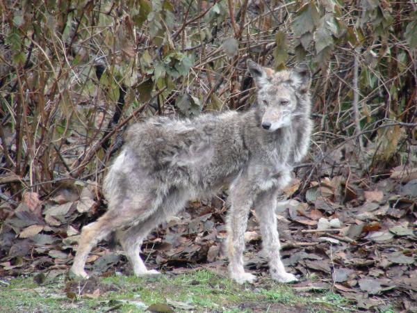 Photo of Canis latrans by Les Leighton